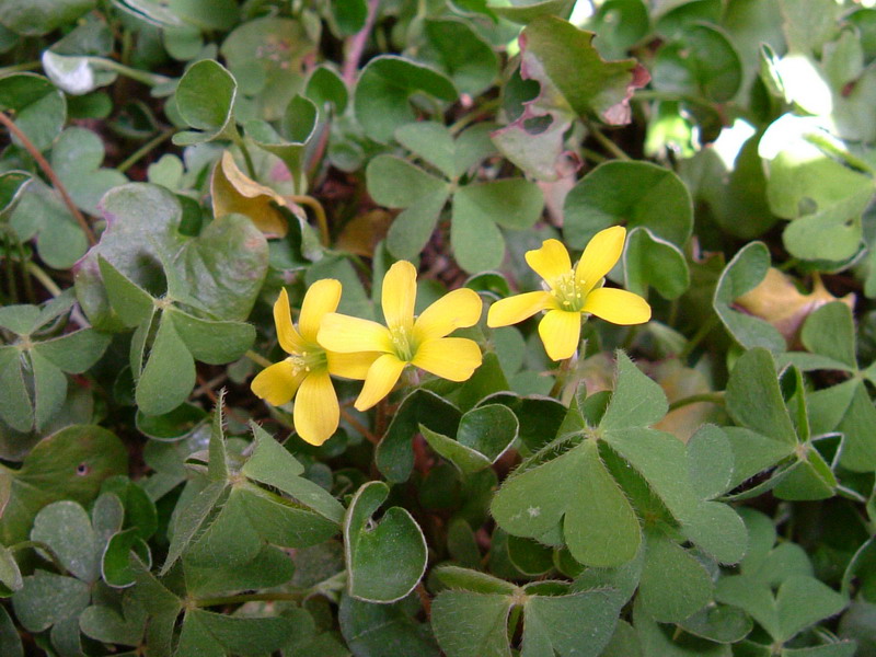 Oxalis stricta / Acetosella minore